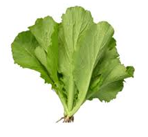 Hạt giống cải bẹ vàng